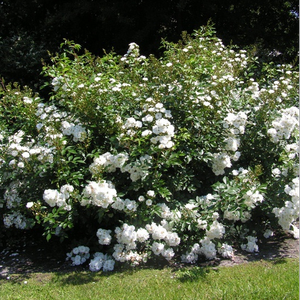 Biały  - róże parkowe